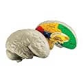 Learning Resources Cross-Section Model - Brain