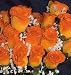 84 Silk Rose Flowers w/Raindrops - Wedding Flowers - Bridal/Floral - Double Orange