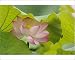 Photographic Prints of Lotus flower, Nelumbo from Danita Delimont