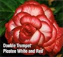 Prima Donna Picotee White with Red Edges Begonia: 2 Bulbs