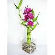 BUY : 9GreenBox - Live Spiral 3 Style Lucky Bamboo Plant Arrang w/ silk Orchid & Glass Vase & Stone