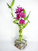 Floral 9GreenBox - Live Spiral 3 Style Lucky Bamboo Plant Arrangement with Orchid & Glass Vase & Stone