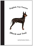 English toy terrier (black & tan) and all about them ...