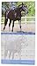 2015 Wall Calendar - 16 Month Horses Design