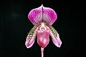 Paphiopedilum Orchid Collection (5 orchid plants in 3½" pots)