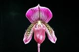 Paphiopedilum (Ladyslipper) Orchid Collection