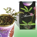 The Patent Magic Plant- Mimosa Tree