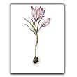 genus Tulipa 89 - Gift Enclosure Cards (set of 12)