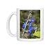 Photo Mugs of Sage (Salvia patens Chilcombe) from Science Photo Library