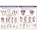 Trigger Point Anatomical Chart Set: Torso & Extremities, 2nd Edition