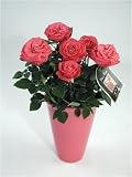 Minature Pink Rose Plant in Designer Vase