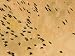 Herd of Cows in the Northern Sahel Where Cultivation is Difficult, Chad Photographic Poster Print by Michael Fay, 12x9