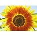 Autumn Beauty Sunflower - 200 Seeds