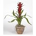 Single Star Bromeliad Silk Arrangement