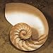 Chambered Nautilus by Caroline Kelly. CANVAS with 1 1/2 inch bars. 10.00 inches width...