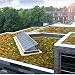 Sedum Roof Garden Mix - 10000 Seeds