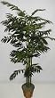 6' Asian Bamboo Palm Tree
