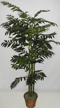 6' Asian Bamboo Palm Tree