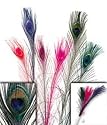Peacock Feather