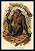 Bald Chimpanzee - 16x24 Giclee Fine Art Print framed in Black (20x30 finished)