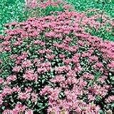 Organic Lavender Herb Bergamot 100 Seeds - Monarda