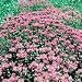 Organic Lavender Herb Bergamot 100 Seeds - Monarda