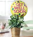 Same Day Flower Delivery Get Well Green Plant with Balloon