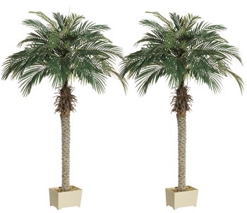 TWO 6' Phoenix Palm Trees in Rectangular Plastic Pots