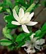 Star Magnolia Tree Five Gallon