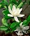 Star Magnolia Tree Five Gallon