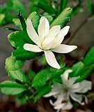 Star Magnolia Tree Five Gallon