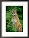 A Close View of a Captive Male Mountain Lion (Felis Concolor) Animals Framed Photographic Poster Print by Norbert Rosing, 17x21