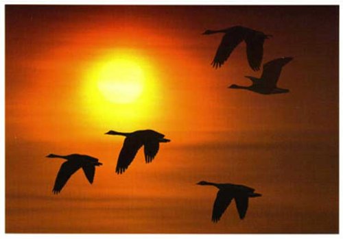 pocket pc wallpaper. Zeta-Jones Pocket PC 2002