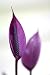 Exotic Flower Detail - 18