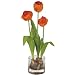 Tulips w/Round Vase