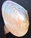 Large Polished Pearl Macabebe Clam Seashell Shell