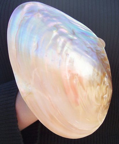 Polished Pearl Macabebe Clam Seashell