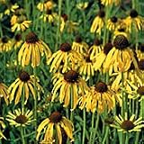 Organic Yellow Coneflower - 100 Seeds - Echinacea