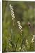 Canvas Prints of Alpine bistort in flower, with bulbils below flowers from Ardea Wildlife Pets Canvas Prints of Alpine bistort in flower, with bulbils below flowers from Ardea Wildlife Pets