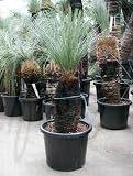 Xanthorrhoea glauca - Australischer Grasbaum Topfbreite 35 cm / Pflanzenhöhe 100 cm mit Topf / Stamm 31 - 40 cm