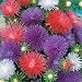 Aster Starlight Mixed