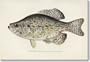 Crappie!