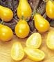 Yellow Pear Tomato 4 Plants - Perfectly Shaped