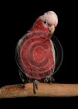 Bottle Opener Keyring Rose Galah Cockatoo