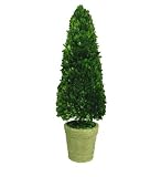 Preserved Boxwood Cone Topiary -30"