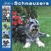   - 366 Days of Schnauzers 2008 Wall Calendar