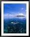 Woman Snorkelling Over Sangalaki Island Reef, East Kalimantan, Indonesia Framed Art Poster Print by Michael Aw, 39x49