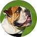 Rundes Glas-Schneidebrett Englische Bulldogge, English, British Bulldog 30 cm