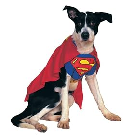 Superman dog