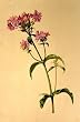 ShalinCraft Miniature Paper Paintings Drawings with Water Color 12 x 8.25 inches (miniflower011)